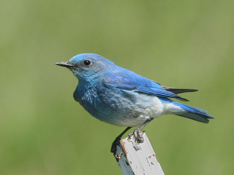 a blue bird